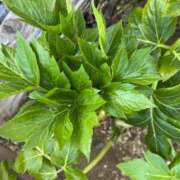 ヒメ日記 2025/02/20 08:07 投稿 ひろみ 完熟ばなな 立川