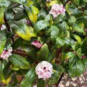 ヒメ日記 2025/03/04 15:17 投稿 ひろみ 完熟ばなな 立川