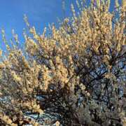 ヒメ日記 2025/03/13 10:47 投稿 ひろみ 完熟ばなな 立川