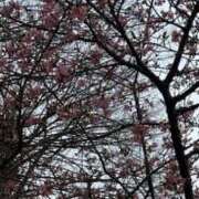 ヒメ日記 2025/03/15 10:57 投稿 ひろみ 完熟ばなな 立川