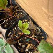 ヒメ日記 2025/03/18 10:37 投稿 ひろみ 完熟ばなな 立川