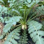 ヒメ日記 2025/03/27 14:27 投稿 ひろみ 完熟ばなな 立川