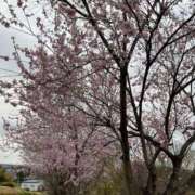 ヒメ日記 2025/04/04 10:17 投稿 ひろみ 完熟ばなな 立川