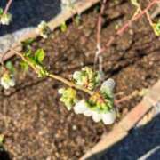 ヒメ日記 2025/04/15 15:27 投稿 ひろみ 完熟ばなな 立川