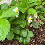 ヒメ日記 2025/04/18 10:07 投稿 ひろみ 完熟ばなな 立川