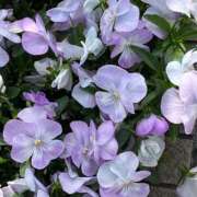 ヒメ日記 2025/04/19 10:17 投稿 ひろみ 完熟ばなな 立川