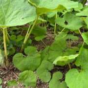 ヒメ日記 2025/04/26 10:37 投稿 ひろみ 完熟ばなな 立川