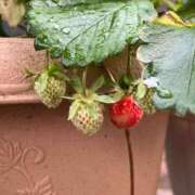 ヒメ日記 2025/05/11 10:07 投稿 ひろみ 完熟ばなな 立川