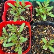 ヒメ日記 2025/05/18 10:57 投稿 ひろみ 完熟ばなな 立川