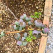 ヒメ日記 2025/05/27 13:57 投稿 ひろみ 完熟ばなな 立川