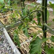 ヒメ日記 2025/05/31 10:21 投稿 ひろみ 完熟ばなな 立川