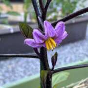 ヒメ日記 2025/06/05 10:54 投稿 ひろみ 完熟ばなな 立川