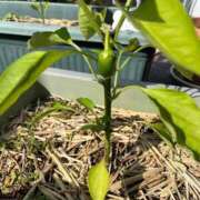 ヒメ日記 2025/06/09 10:19 投稿 ひろみ 完熟ばなな 立川