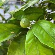 ヒメ日記 2025/06/17 14:17 投稿 ひろみ 完熟ばなな 立川