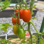 ヒメ日記 2025/06/24 10:07 投稿 ひろみ 完熟ばなな 立川