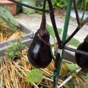 ヒメ日記 2025/07/06 13:07 投稿 ひろみ 完熟ばなな 立川