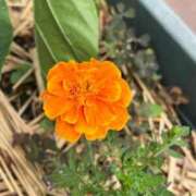 ヒメ日記 2025/07/08 11:17 投稿 ひろみ 完熟ばなな 立川