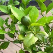 ヒメ日記 2025/07/10 10:07 投稿 ひろみ 完熟ばなな 立川