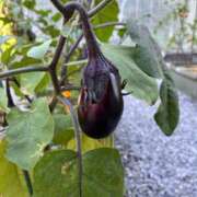 ヒメ日記 2025/07/26 10:07 投稿 ひろみ 完熟ばなな 立川