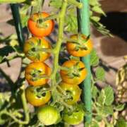 ヒメ日記 2025/07/29 10:57 投稿 ひろみ 完熟ばなな 立川