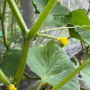 ヒメ日記 2025/08/07 10:39 投稿 ひろみ 完熟ばなな 立川