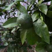 ヒメ日記 2025/08/11 10:55 投稿 ひろみ 完熟ばなな 立川