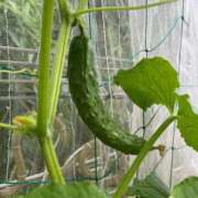 ヒメ日記 2025/08/22 10:47 投稿 ひろみ 完熟ばなな 立川