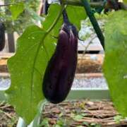 ヒメ日記 2025/08/25 10:33 投稿 ひろみ 完熟ばなな 立川