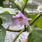 ヒメ日記 2025/08/26 10:27 投稿 ひろみ 完熟ばなな 立川