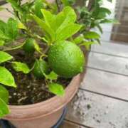 ヒメ日記 2025/09/11 10:30 投稿 ひろみ 完熟ばなな 立川