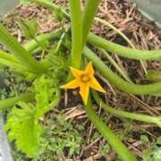 ヒメ日記 2025/09/13 10:17 投稿 ひろみ 完熟ばなな 立川