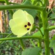 ヒメ日記 2025/09/17 10:37 投稿 ひろみ 完熟ばなな 立川