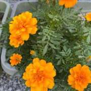 ヒメ日記 2025/10/11 15:57 投稿 ひろみ 完熟ばなな 立川