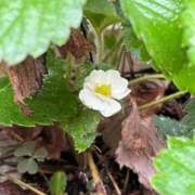 ヒメ日記 2025/10/21 15:57 投稿 ひろみ 完熟ばなな 立川