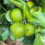 ヒメ日記 2025/11/04 17:07 投稿 ひろみ 完熟ばなな 立川