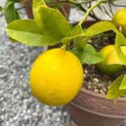 ヒメ日記 2025/11/08 16:47 投稿 ひろみ 完熟ばなな 立川