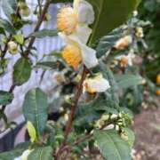 ヒメ日記 2025/11/15 10:47 投稿 ひろみ 完熟ばなな 立川