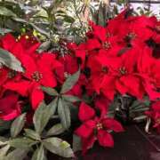 ひろみ おはようございます 完熟ばなな 立川