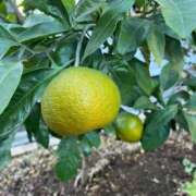 ひろみ おはようございます 完熟ばなな 立川