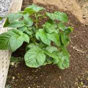 ヒメ日記 2025/12/11 09:57 投稿 ひろみ 完熟ばなな 立川