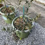 ヒメ日記 2025/12/27 10:17 投稿 ひろみ 完熟ばなな 立川