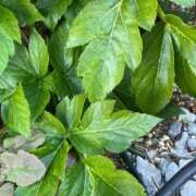 ヒメ日記 2026/01/25 10:07 投稿 ひろみ 完熟ばなな 立川