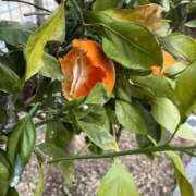 ひろみ おはようございます 完熟ばなな 立川