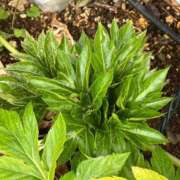 ヒメ日記 2026/02/13 10:47 投稿 ひろみ 完熟ばなな 立川