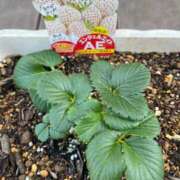 ヒメ日記 2026/03/05 10:27 投稿 ひろみ 完熟ばなな 立川