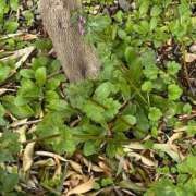 ヒメ日記 2026/03/07 10:27 投稿 ひろみ 完熟ばなな 立川