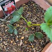 ひろみ おはようございます 完熟ばなな 立川