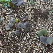 ひろみ おはようございます 完熟ばなな 立川