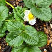 ひろみ おはようございます 完熟ばなな 立川