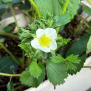 ひろみ おはようございます 完熟ばなな 立川